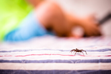 Spider Bites - Premier Pediatric Urgent Care Provider in Texas - Little Spurs Pediatric Urgent Care