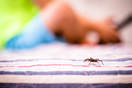 Spider Bites - Premier Pediatric Urgent Care Provider in Texas - Little Spurs Pediatric Urgent Care