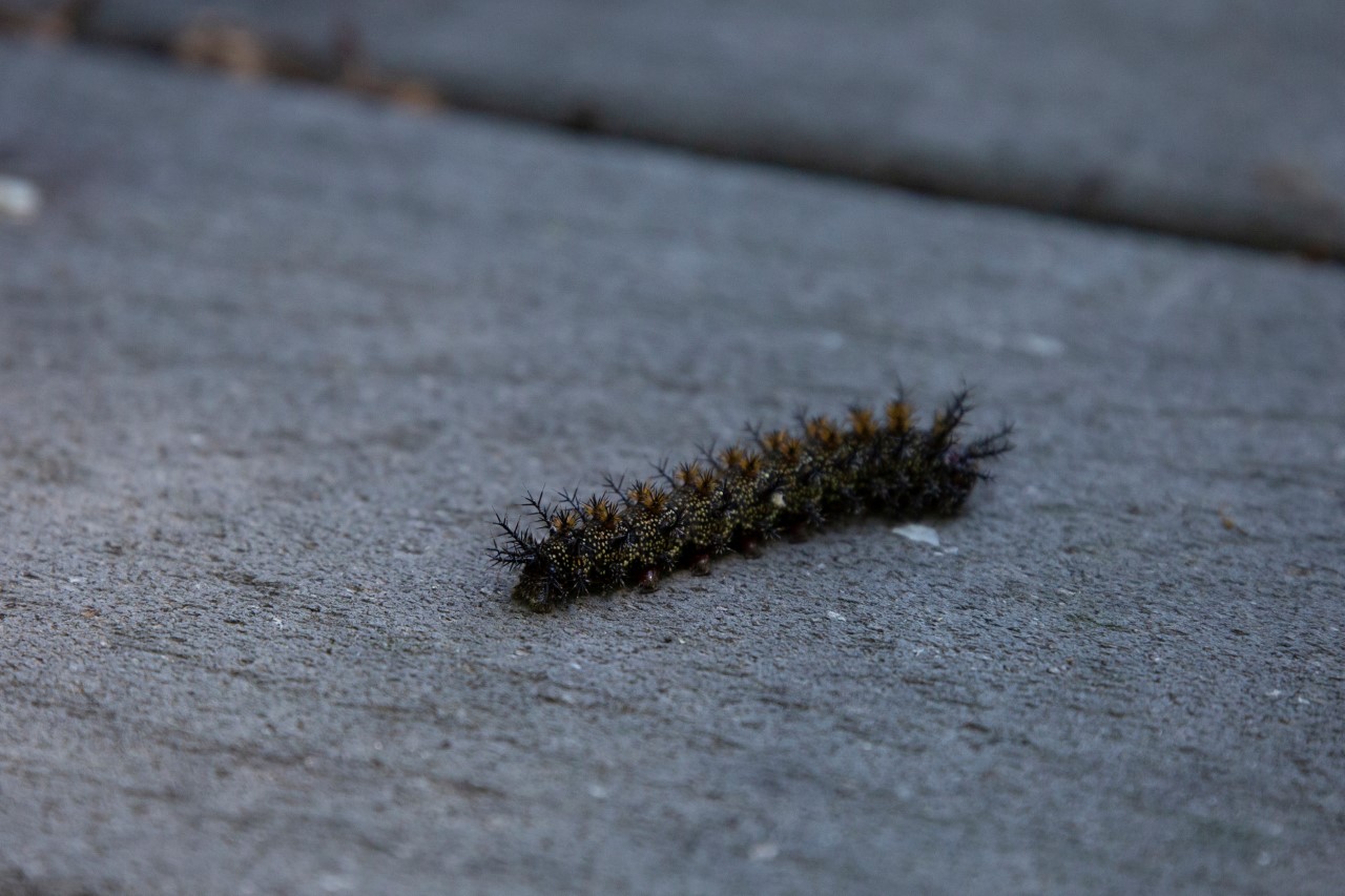 Stinging Caterpillar - Pediatric Urgent Care - Kids Walk in Clinic